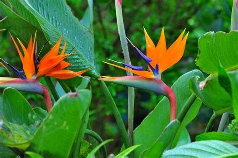 天堂鳥花語|天堂鳥花怎麼養？天堂鳥花種類、花語、繁殖&風水 –